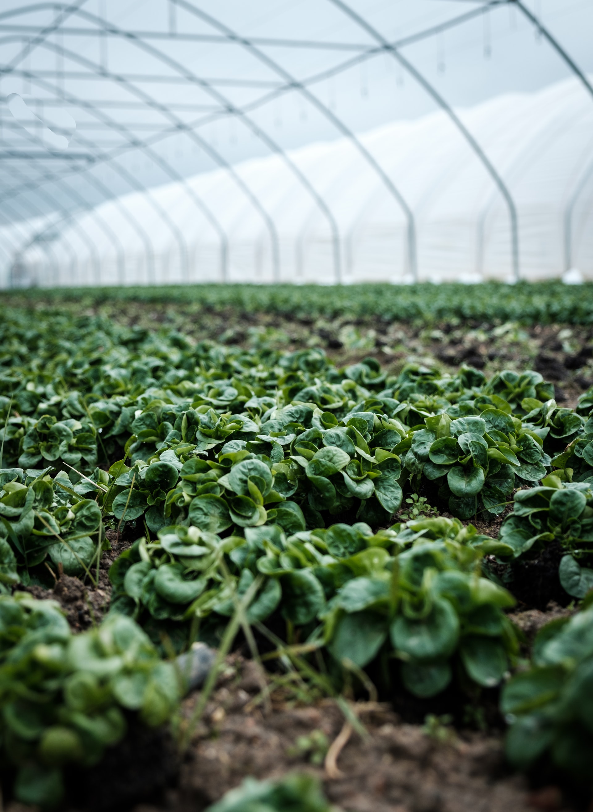 Estufa com plantação de verduras