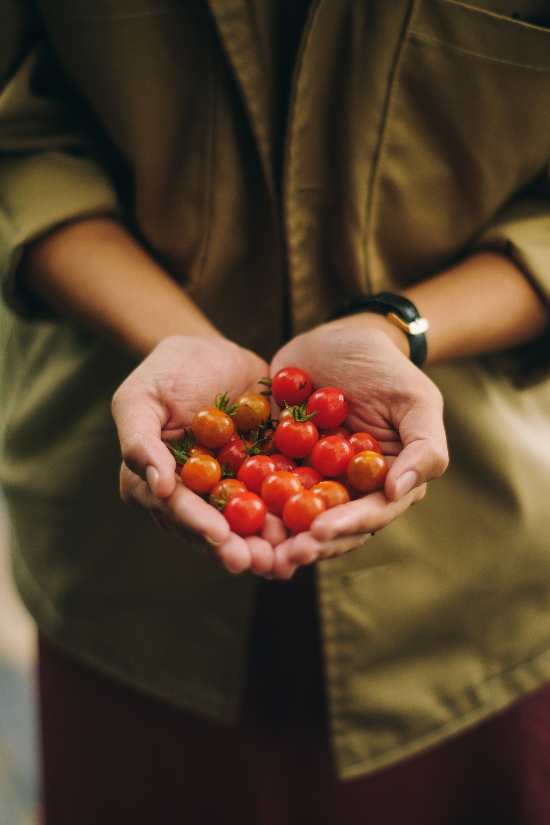 Mãos segurando varios pequenos tomatinhos